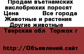 Продам въетнамских вислобрюхих поросят › Цена ­ 2 500 - Все города Животные и растения » Другие животные   . Тверская обл.,Торжок г.